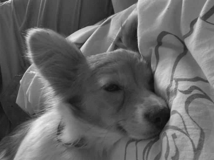 Papillon Emma billede 15