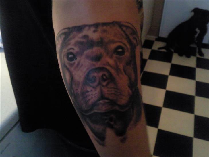 Staffordshire bull terrier Staff Royal Kejser R.I.P - Kommer nuuu billede 19