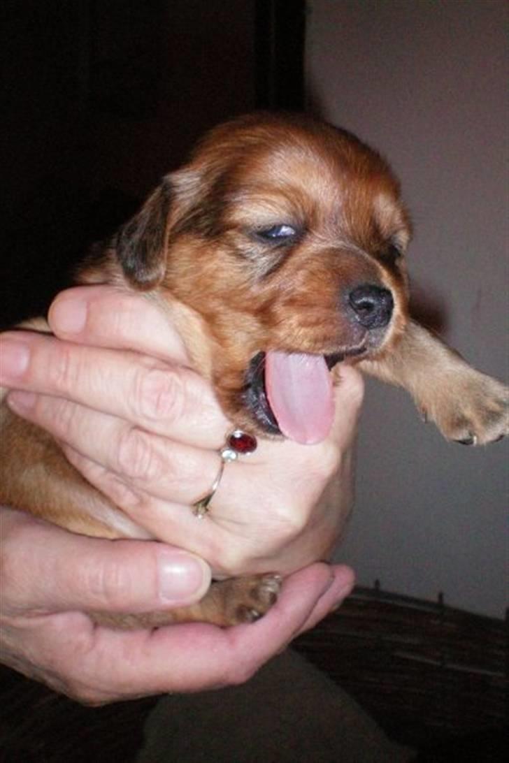 Blanding af racer Buster - Puuuh den lille mand er træt billede 1