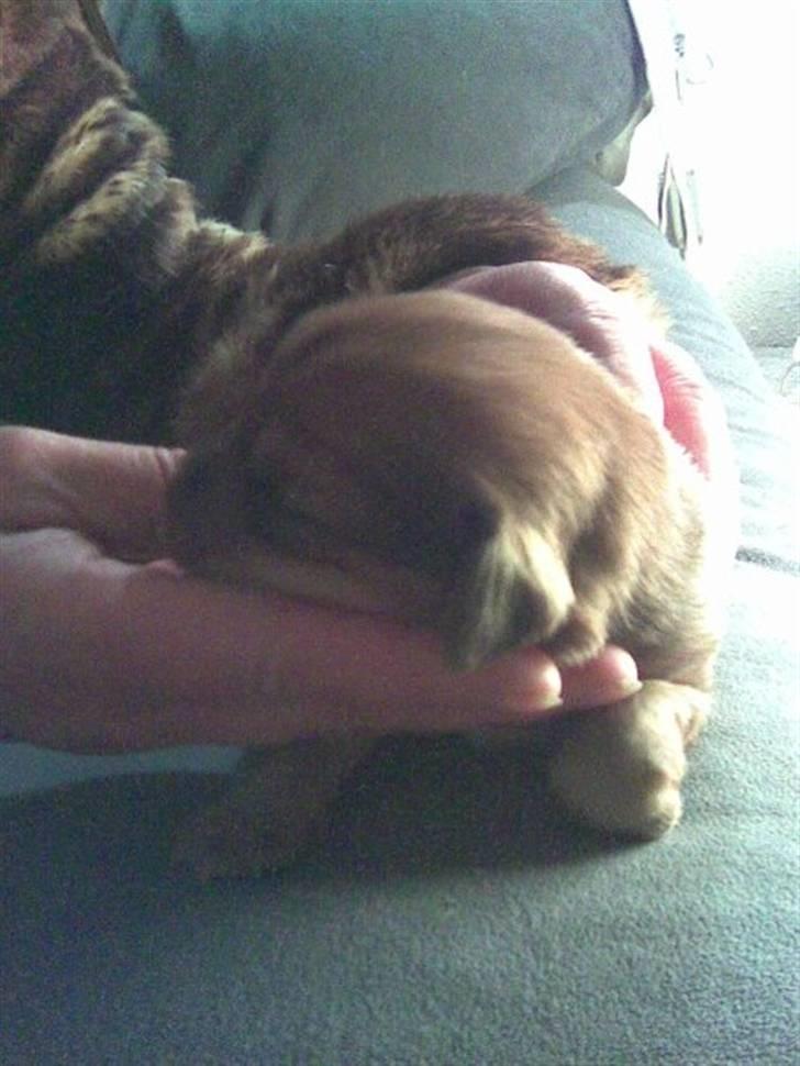 Blanding af racer Buster billede 2