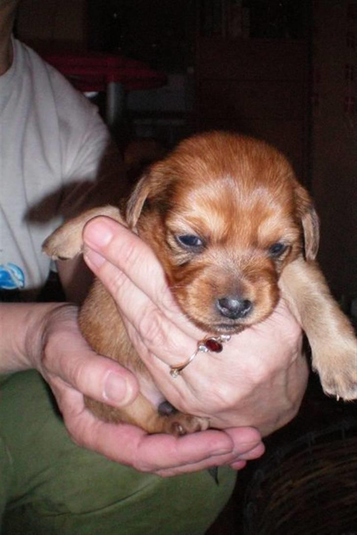 Blanding af racer Buster billede 3