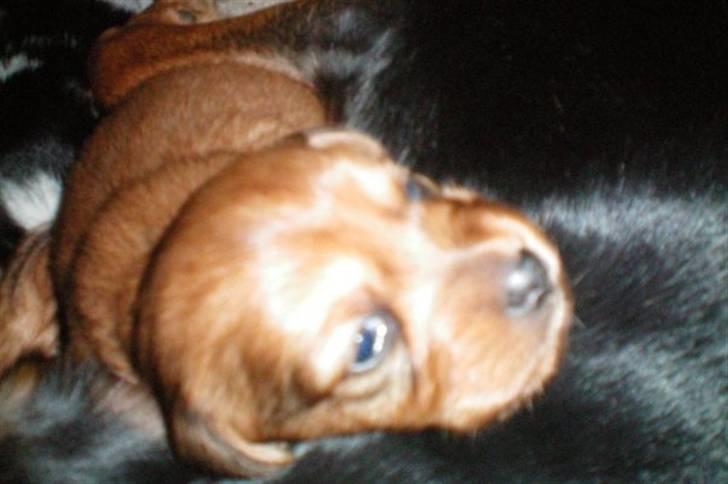 Blanding af racer Buster billede 4