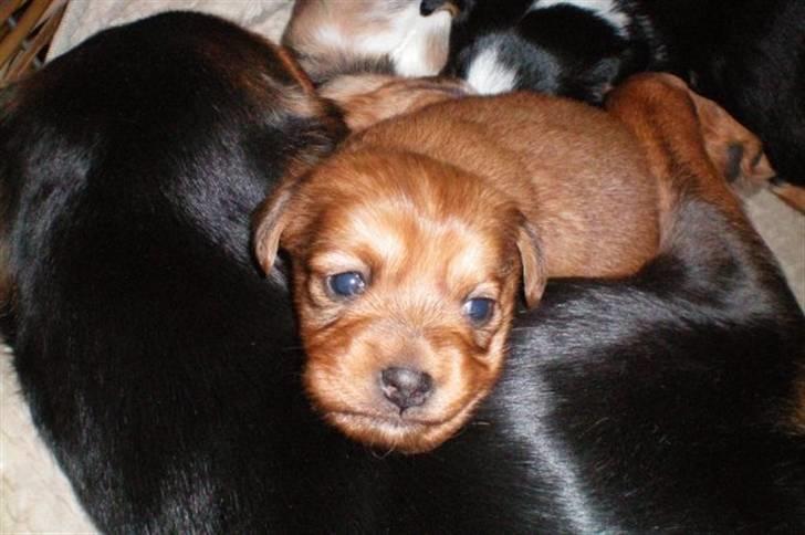 Blanding af racer Buster billede 5