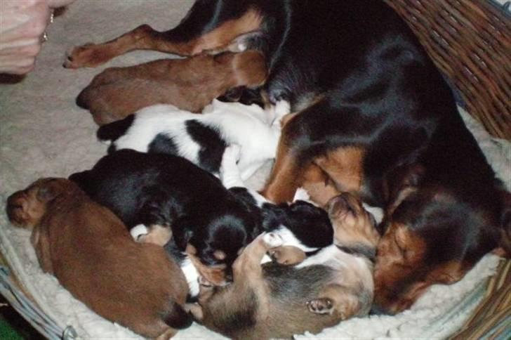 Blanding af racer Buster - min mor og mine 5 søstre, og self. mig selv billede 6