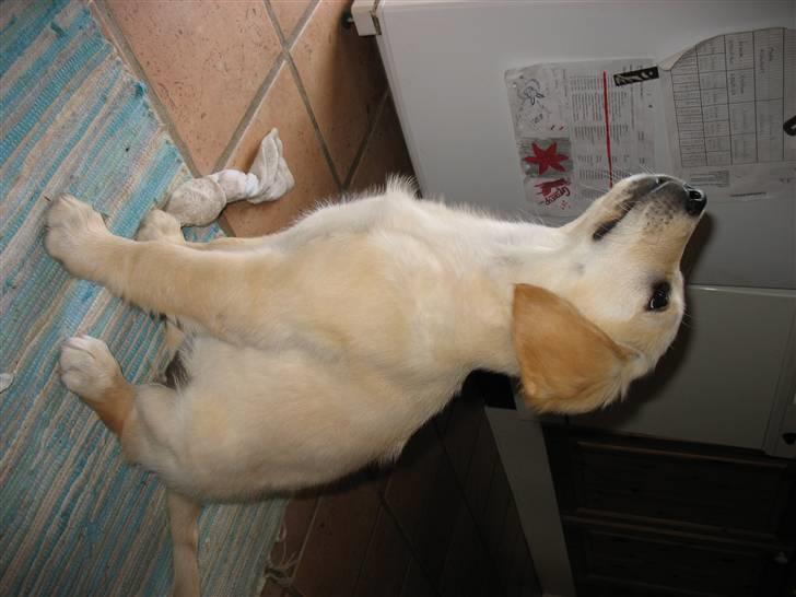 Golden retriever lapija's Frida  billede 11