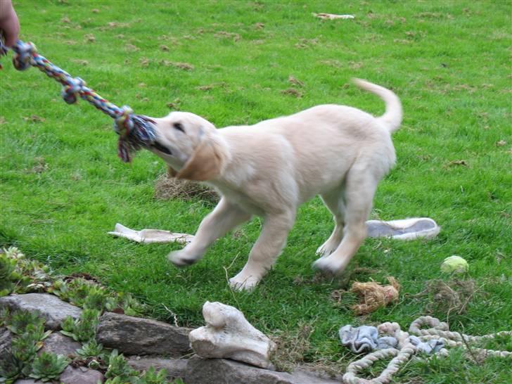 Golden retriever lapija's Frida  billede 12