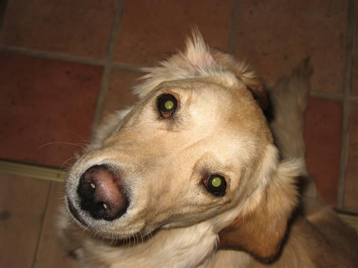 Golden retriever lapija's Frida  billede 13