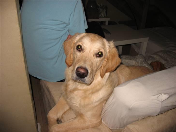 Golden retriever lapija's Frida  billede 14