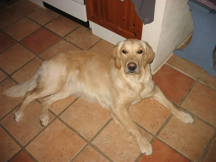 Golden retriever lapija's Frida  billede 15