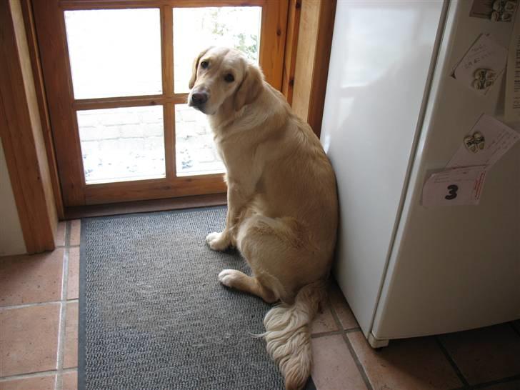 Golden retriever lapija's Frida  billede 16