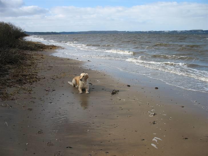 Golden retriever lapija's Frida  billede 17
