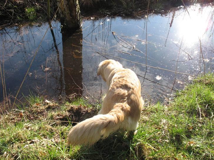Golden retriever lapija's Frida  billede 18
