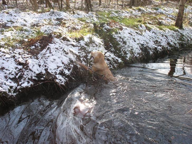 Golden retriever lapija's Frida  billede 19