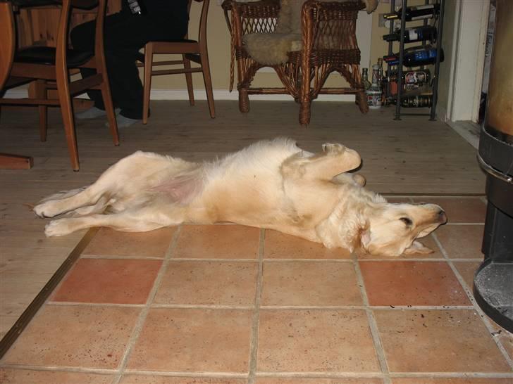 Golden retriever lapija's Frida  billede 20