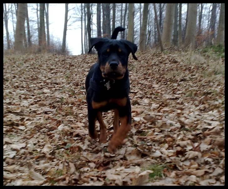 Rottweiler Balder - Balder kun nogen måneder gammel, på en dejlig tur i skoven. :P Foto: Maria Willems. billede 2