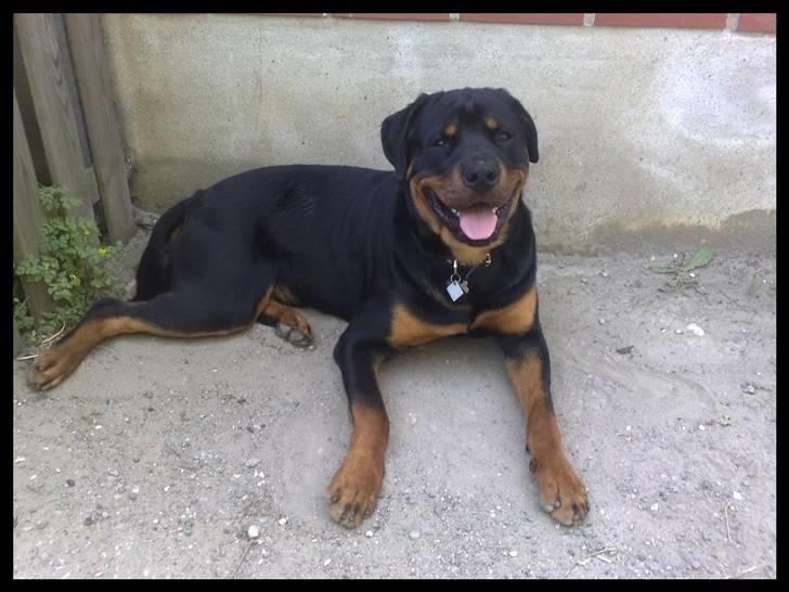 Rottweiler Balder - Balder fandt lige skygge, på sådan en varm sommerdag :b Foto: Maria Willems d. 3 Juli 2009.  billede 3