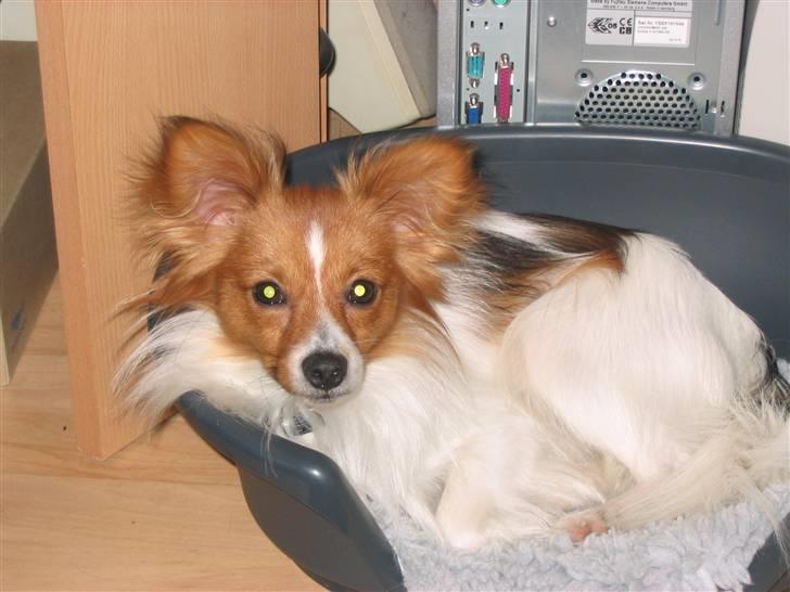 Blanding af racer Buster - min far, ren Papillon billede 7