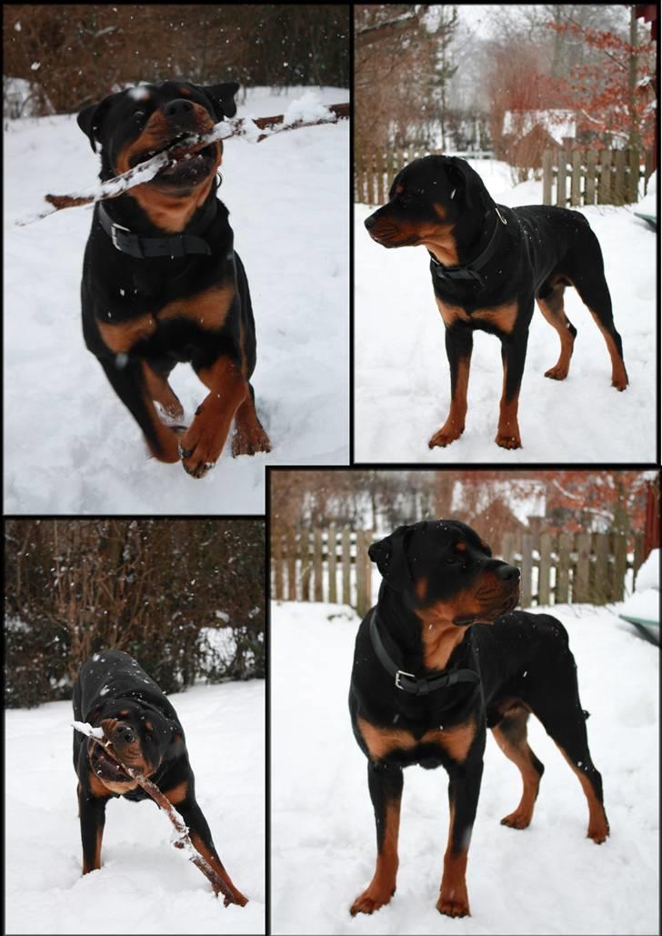 Rottweiler Balder - NYT! Balder i sneen, han elsker det!! :D. Vinteren 2010. Foto: Julie Willems billede 4
