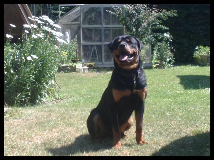 Rottweiler Balder - Balder i haven, 9 måneder gammel. Foto: Maria Willems d. 3 Juli 2009.  billede 5