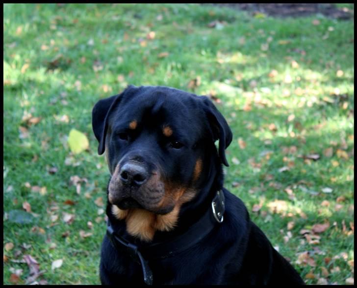 Rottweiler Balder - Balder i haven. Foto: Julie Willems.  billede 6