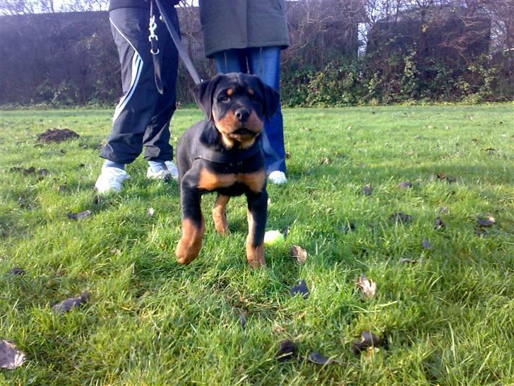 Rottweiler Balder - Balder på en dejlig tur ved stranden. Kun nogle måneder gammel. Foto: Maria Willems. billede 8
