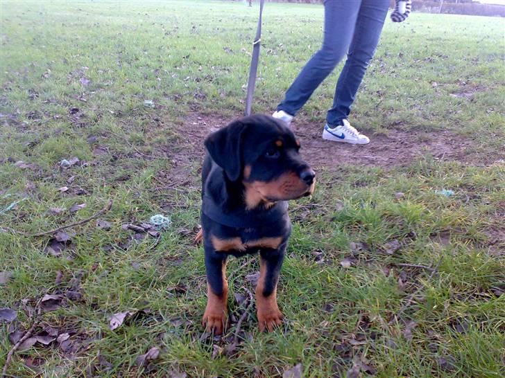 Rottweiler Balder - Balder der ikke er ret gammel. Foto: Julie Willems. billede 9