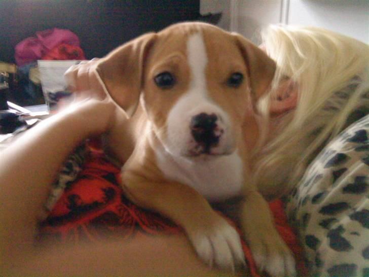 Blanding af racer PACO - Du er så fin  billede 5