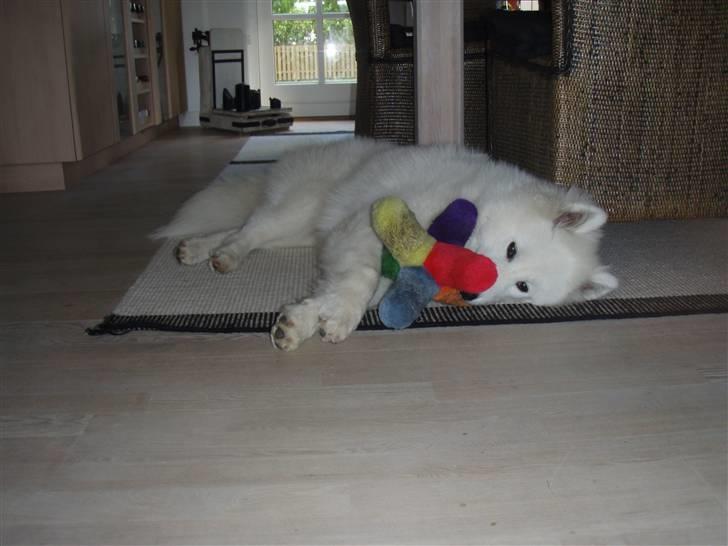 Samojedhund Kiak´s Oscar of Bow (Coco - Coco med hans yndlings-legetøj billede 6