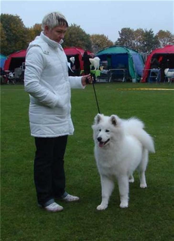 Samojedhund Kiak´s Oscar of Bow (Coco - Coco på udstilling billede 8