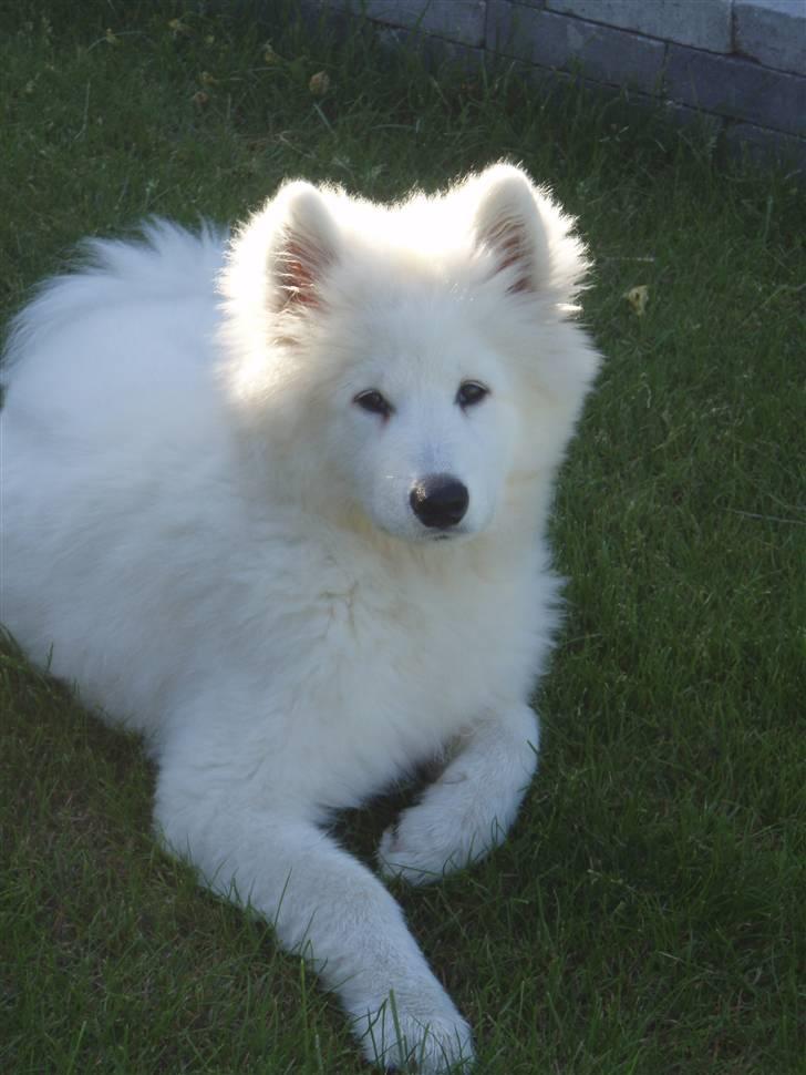 Samojedhund Kiak´s Oscar of Bow (Coco billede 9