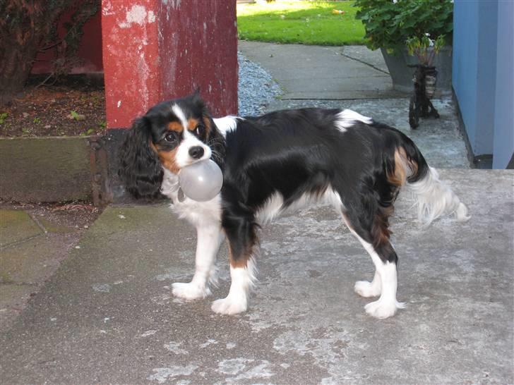 Cavalier king charles spaniel Petit - Petit leger i sin have billede 1