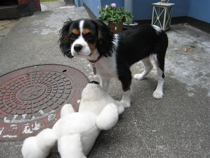 Cavalier king charles spaniel Petit - Petit med sin "kæreste" isbjørne bamse fra Thule  billede 2