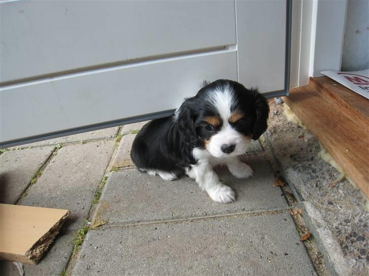 Cavalier king charles spaniel Petit - Petit 6 uger gammel, og slet ikke til at stå for billede 3