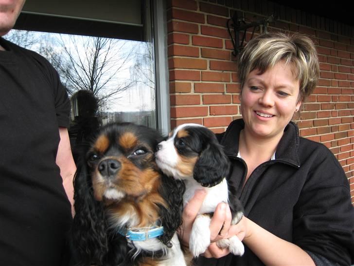Cavalier king charles spaniel Petit - Petit og hendes søde mor billede 5