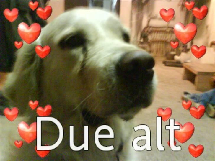 Golden retriever simba <3 (himmel hund) billede 12