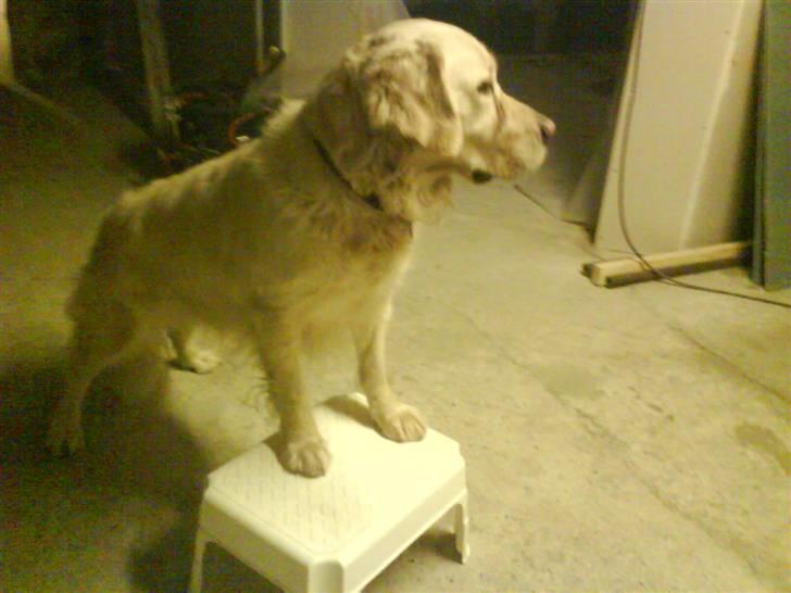 Golden retriever simba <3 (himmel hund) - skal lige have sty´r på alt. hihi billede 13