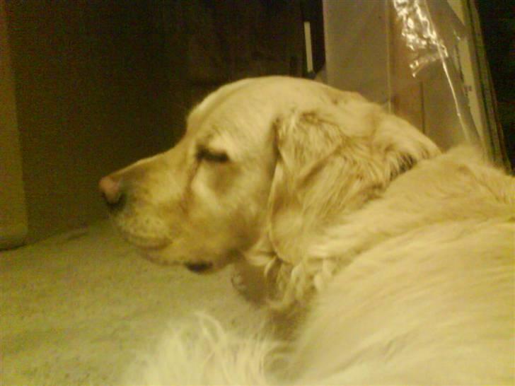 Golden retriever simba <3 (himmel hund) - prinsen<3<3 billede 14