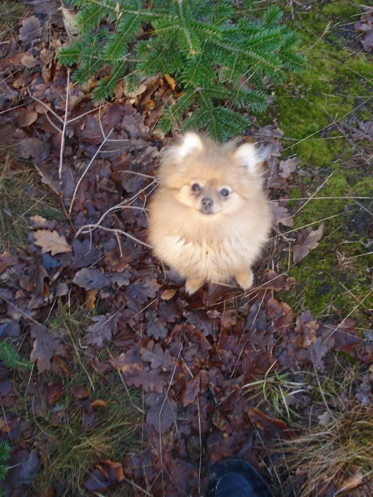 Pomeranian Naya Yasmin a.k.a. Naya - Naya nu 8 måneder, med ude og fælde juletræ billede 8