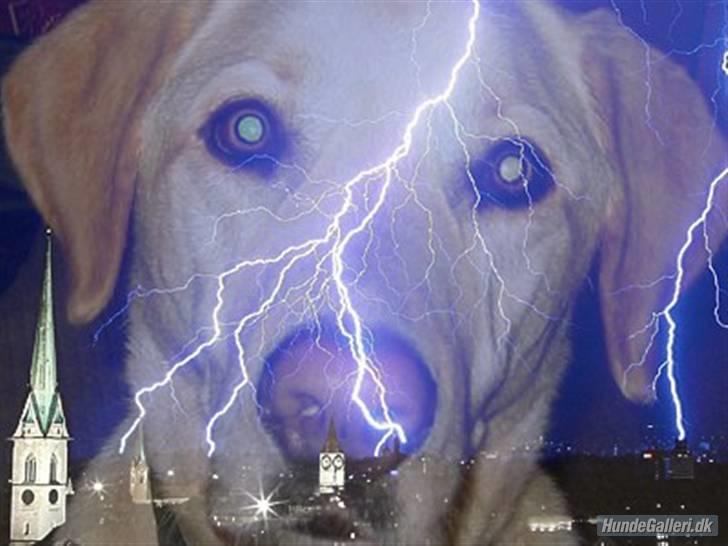 Labrador retriever Buster billede 9