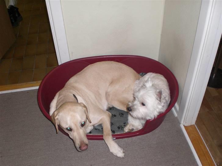 Labrador retriever Buster billede 10