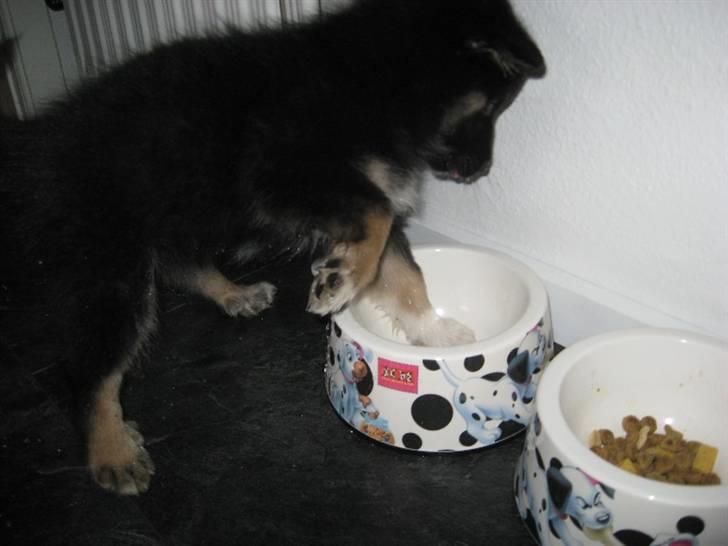 Islandsk fårehund Fenja    - Dejligt med en lille soppe tur billede 9