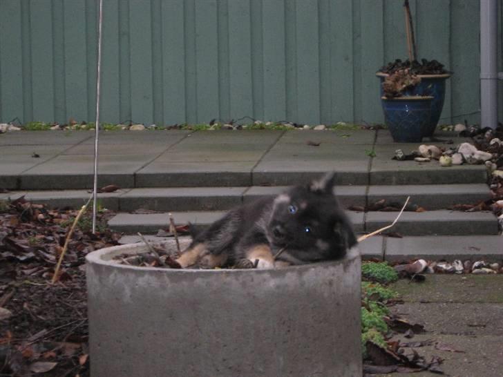 Islandsk fårehund Fenja    - Ligger og hygger i blomsterkummen...Det er der sikkert ikke nogen der har noget imod :-) billede 10