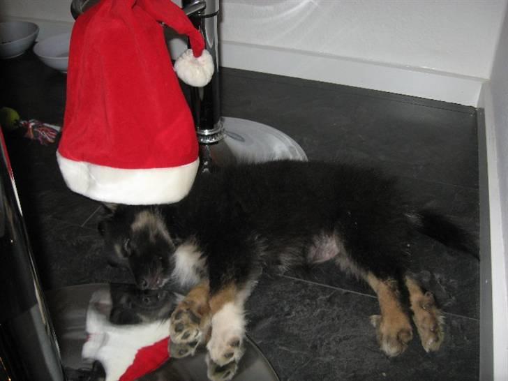 Islandsk fårehund Fenja    - Julen er altså hård for lille mig... billede 11