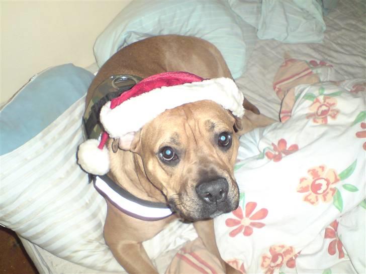 Blanding af racer Tyson - Tyson ønsker folk god jul billede 19