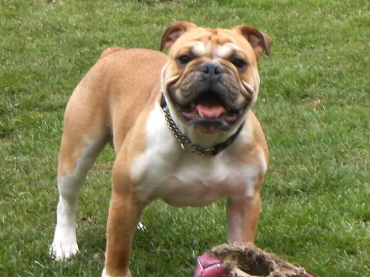 Engelsk bulldog Arnold billede 20