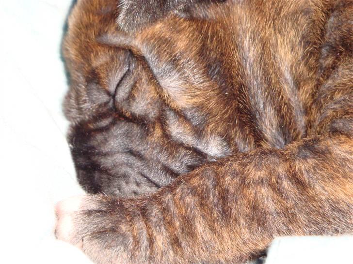 Blanding af racer Marley (RIP 26.07.2016) billede 14