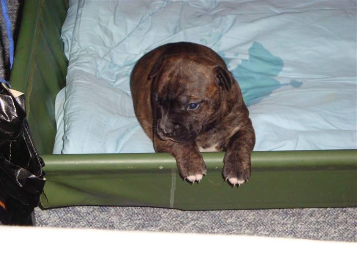 Blanding af racer Marley (RIP 26.07.2016) billede 15