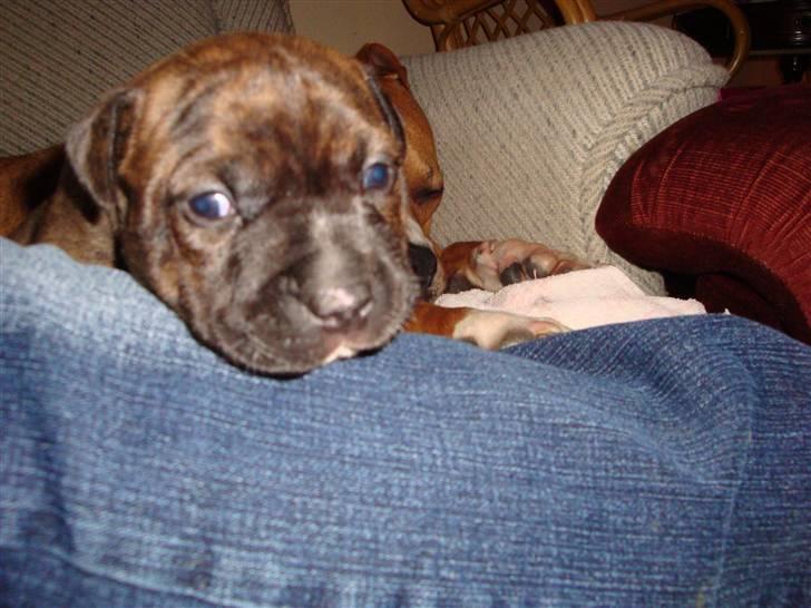 Blanding af racer Marley (RIP 26.07.2016) billede 16