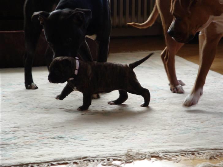 Blanding af racer Marley (RIP 26.07.2016) billede 17