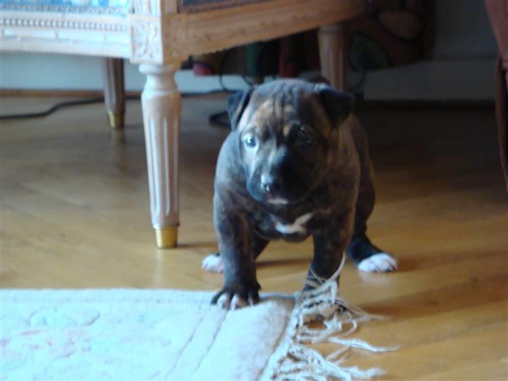 Blanding af racer Marley (RIP 26.07.2016) billede 18